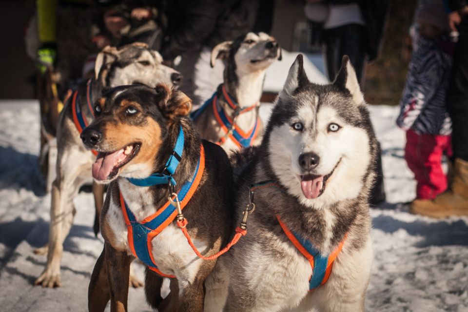 From Krakow: Dogsled Ride in Tatra Mountain - Practical Considerations and Value