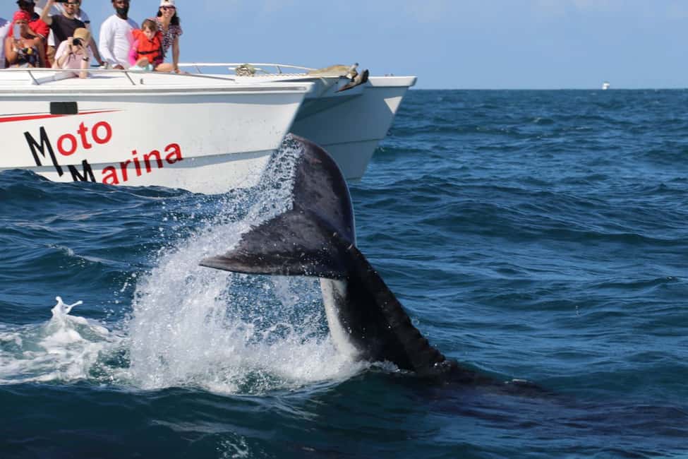 Samana: Whale Watching and Cayo Levantado Full Day Tour - Final Thoughts