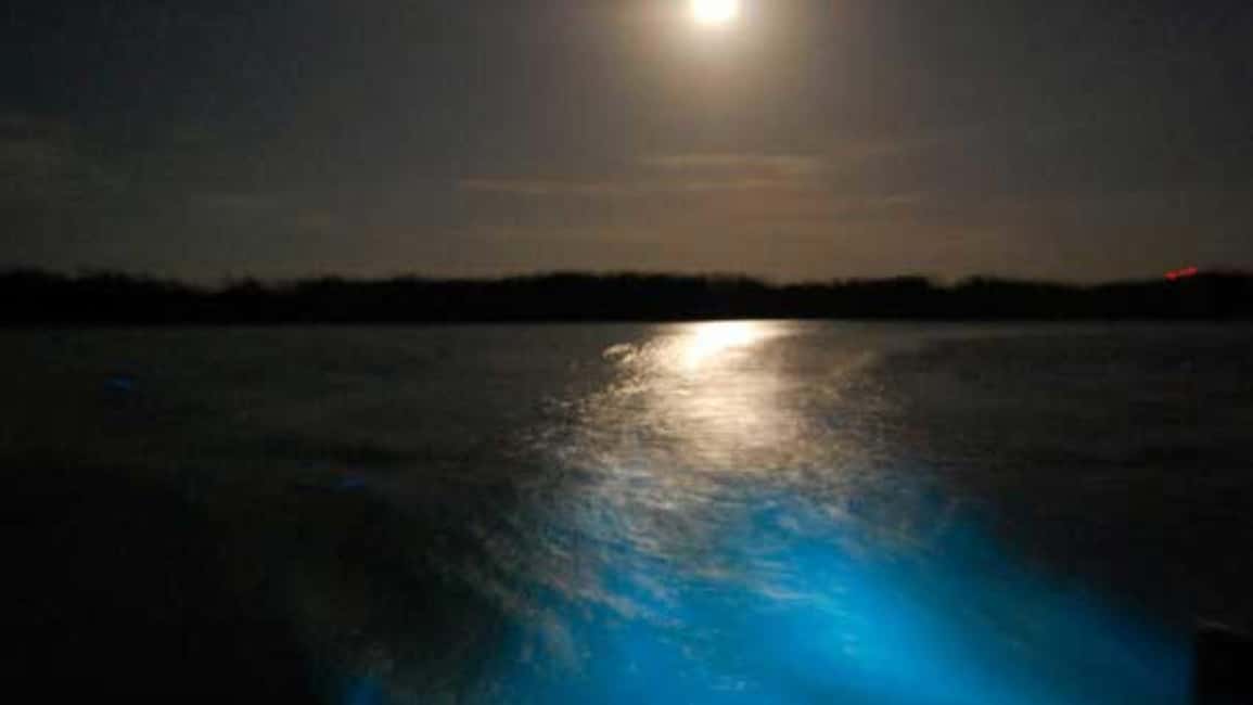 From Montego Bay: Luminous Lagoon Nighttime Boat Tour - Who Should Consider This Tour?