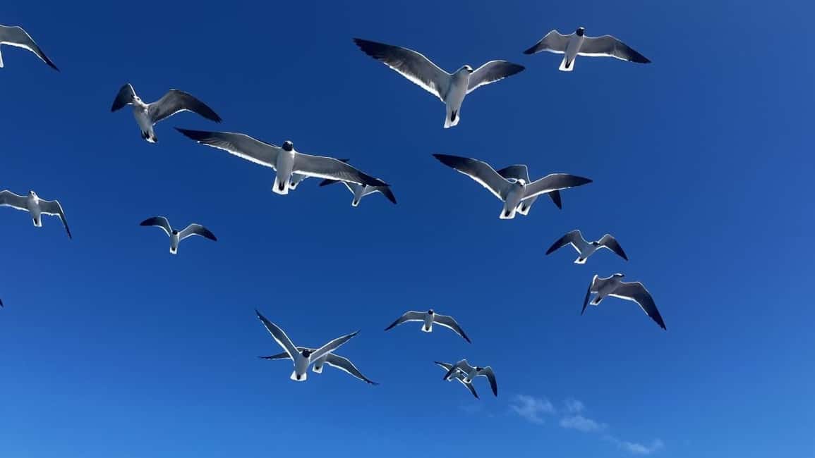 Saona Island: Beach & Natural Pool Small-Group Tour w/ Lunch - Frequently Asked Questions