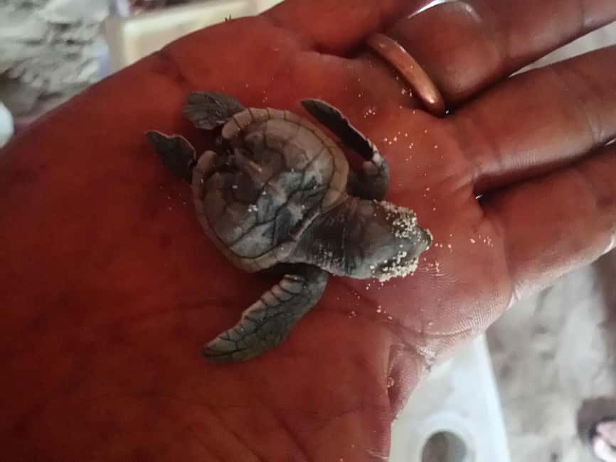 From La Romana: Saona Island for Aida Cruises Passengers - FAQ