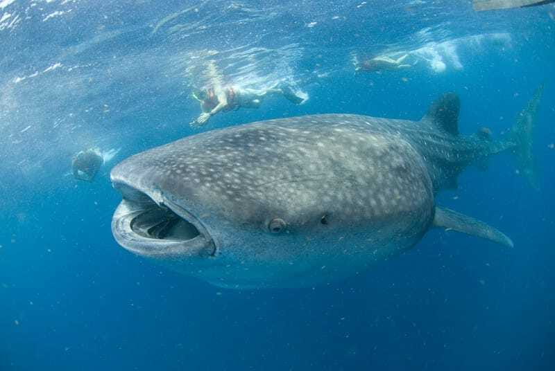 Cancún: Swim with Whale Sharks - Encountering the Whale Sharks