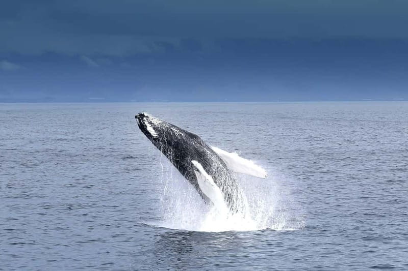 Reykjavik: Whale Watching Tour with Expert Guide - The Experience: A Deep Dive into Reykjavik’s Whale-Watching Adventure