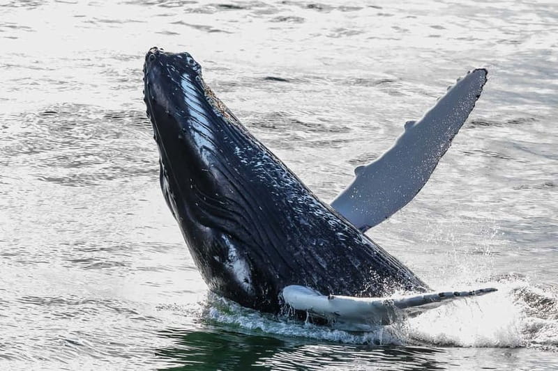 Reykjavik: Whale Watching Tour with Expert Guide - Practical Tips for Booking