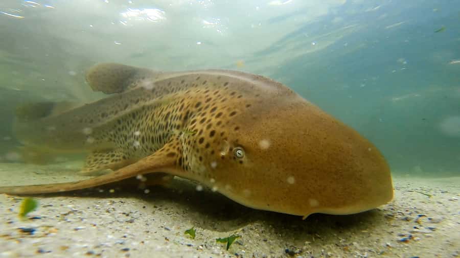 Anna Bay: Irukandji Entry with Zebra Shark Snorkel - What to Expect from the Tour