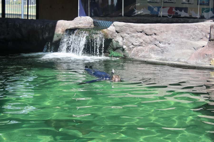 Anna Bay: Irukandji Entry with Zebra Shark Snorkel - Frequently Asked Questions