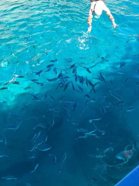 Can Picafort or Alcudia: Private boat - Practical Tips for Your Trip