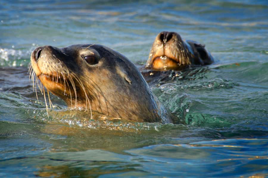 Rockingham: 3 Island Wildlife Snorkeling Cruise with Lunch - Why Choose This Tour?