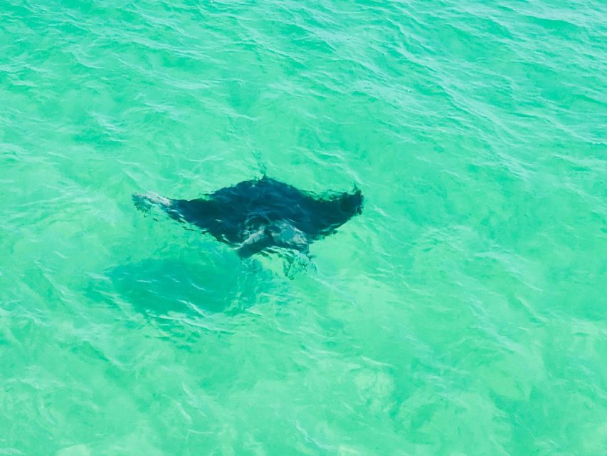 Private Dolphin Tour with Secluded Beach/Snorkel Stop - Who Is This Tour Best For?