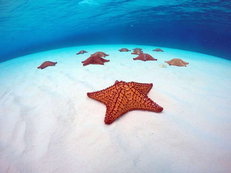 Cozumel: Catamaran, El Cielo Bay & Palancar Reef with Lunch - A Deep Dive into the Experience