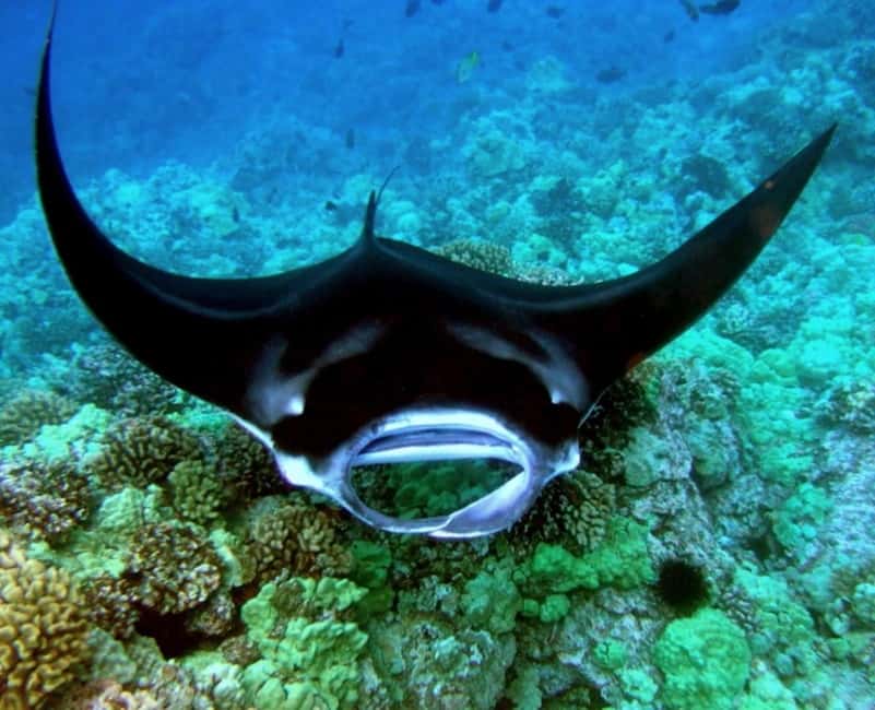 Manta Ray Snorkel in Kailua-Kona with Hot Cocoa - The Sum Up: Who Should Consider This Tour?