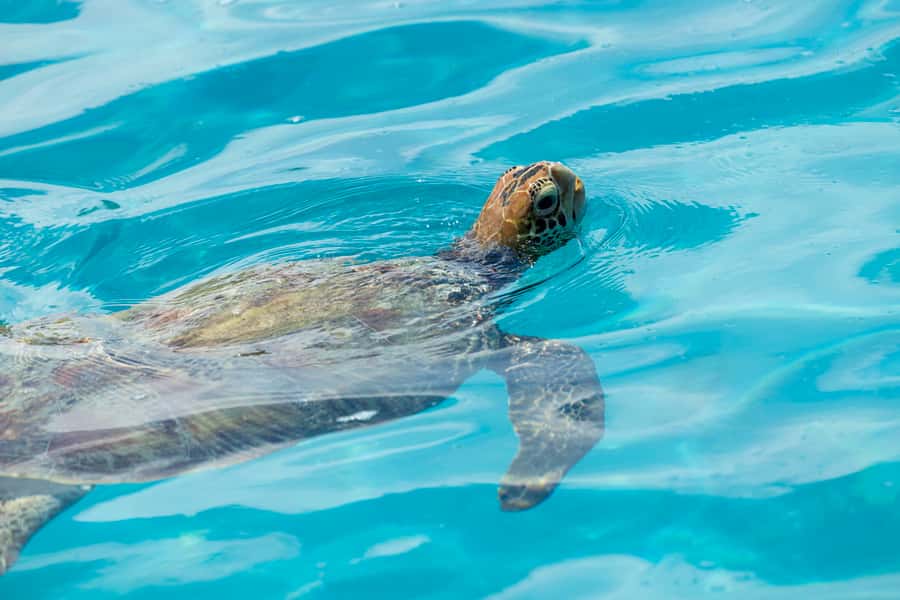 Moorea Highligts: Blue Lagoon Shore Attractions and Lookouts - Scenic Lookouts and Panoramas