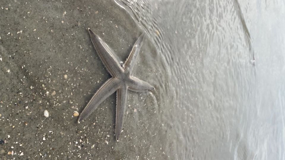 Hilton Head Island: Disappearing Island and Dolphin Tour - Authentic Traveler Insights