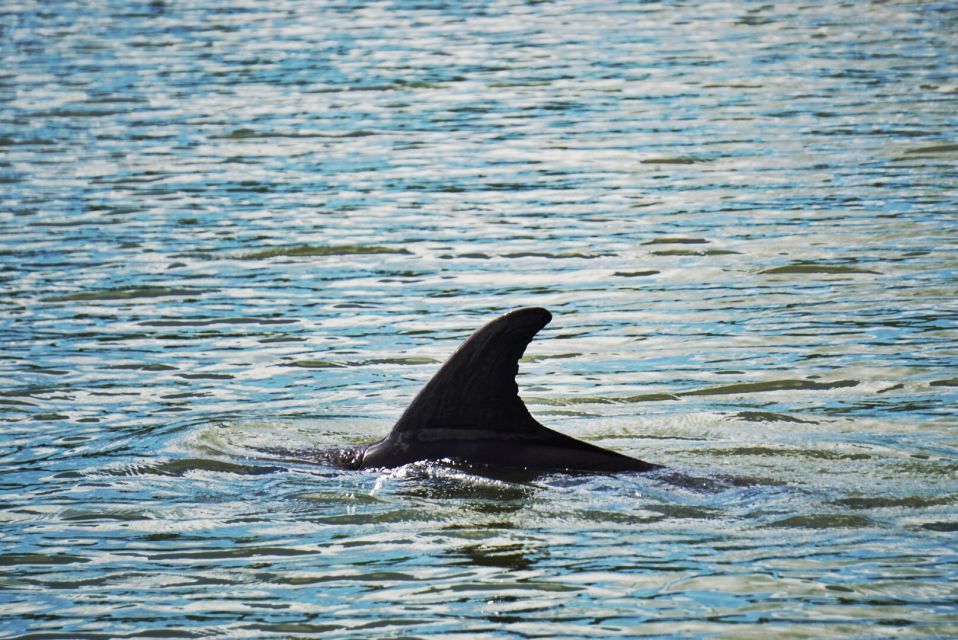 Hilton Head Island: Disappearing Island and Dolphin Tour - Exploring the Experience in Detail
