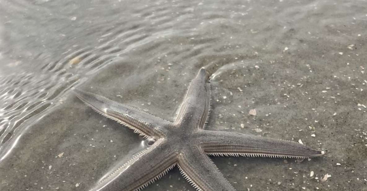 Hilton Head Island: Disappearing Island and Dolphin Tour - Who Should Book This Tour?