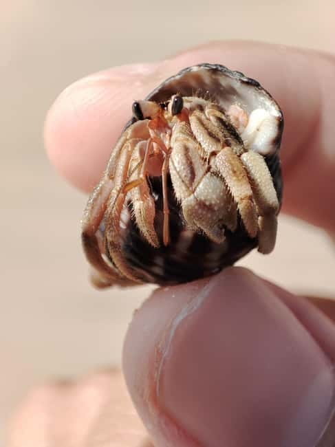 Johor: Desaru Beach Life and Tidepool Discovery - Key Points