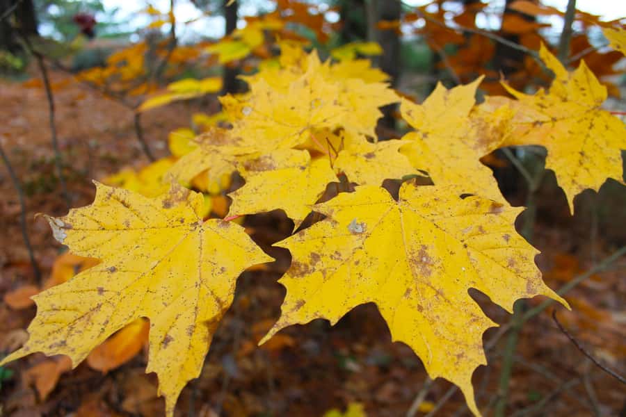 From Toronto: Explore Muskoka - Hardy's Lake Provincial Park - Exploring Muskoka: A Natural Wonderland Just a Day Away