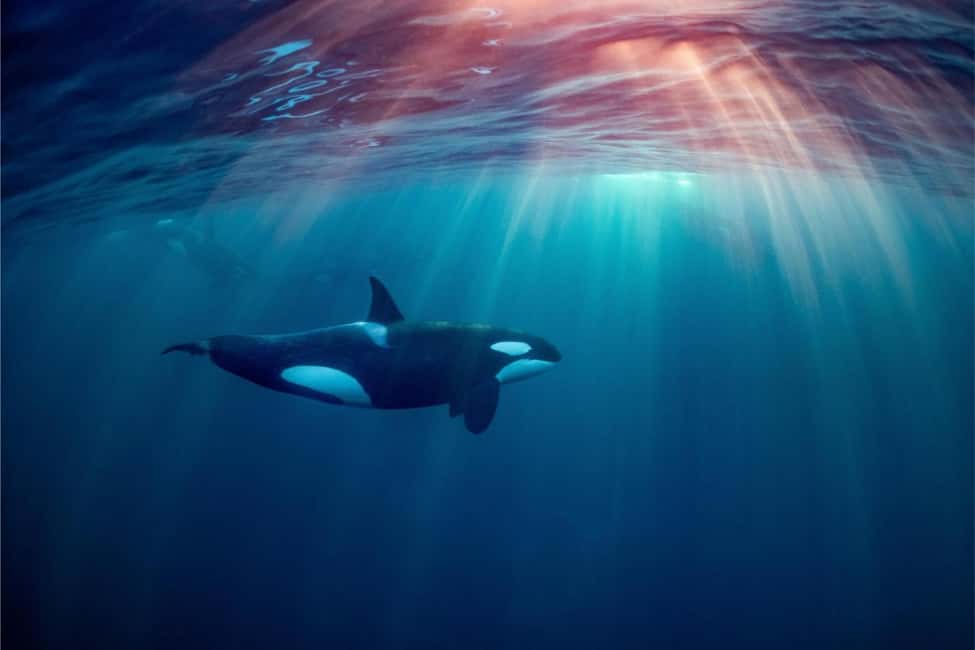 Skjervøy: Whale-Watching RIB Tour (No transfer from Tromso) - Frequently Asked Questions