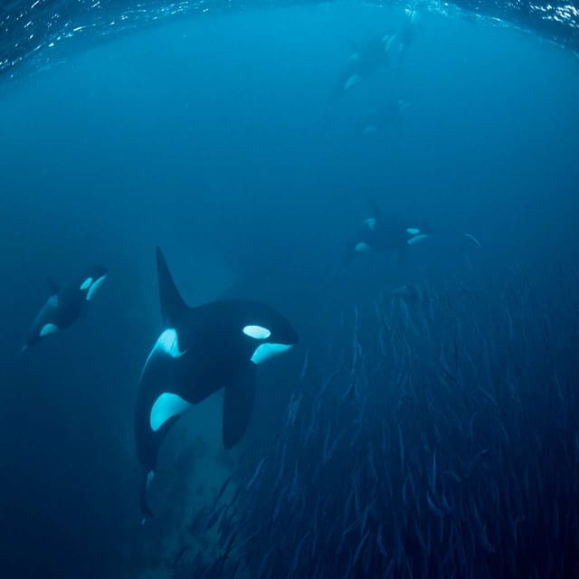 Skjervøy: Whale-Watching RIB Tour (No transfer from Tromso) - In The Sum Up