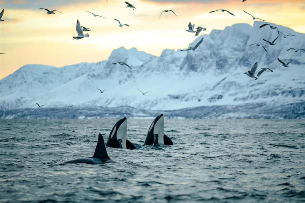 Skjervøy: Whale-Watching RIB Tour (No transfer from Tromso) - Key Points