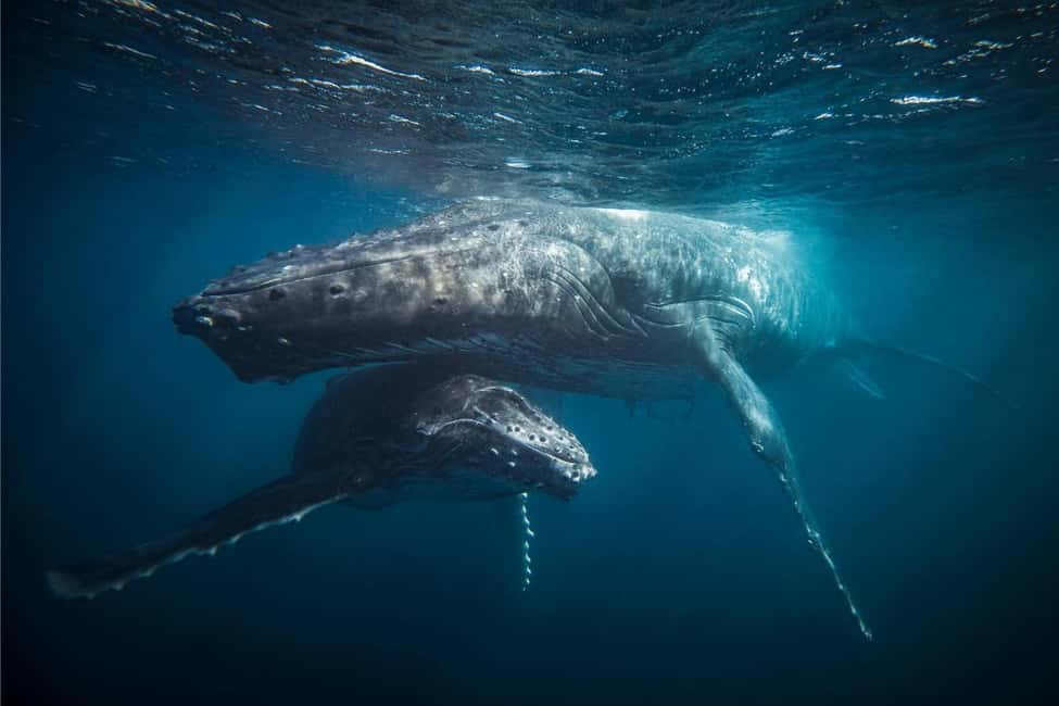 Skjervøy: Whale-Watching RIB Tour (No transfer from Tromso) - An In-Depth Look at the Skjervøy Whale-Watching RIB Tour