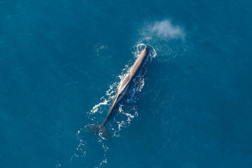 Kaikoura: Extended Flight Whale Watching & Mountain Tour - Key Points