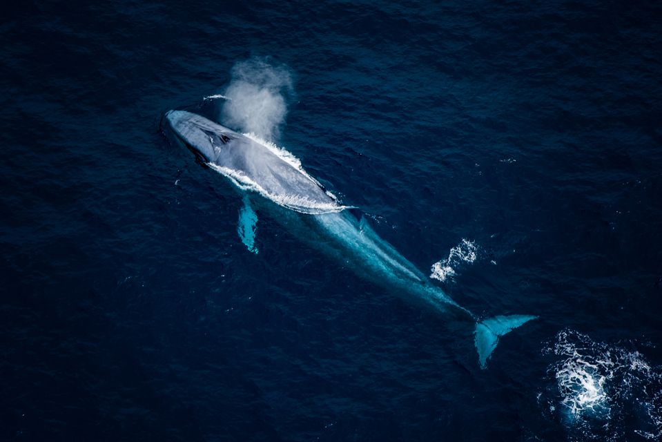 Kaikoura: Extended Flight Whale Watching & Mountain Tour - FAQ