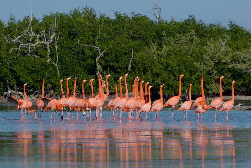 Riviera Maya: Rio Lagartos & Las Coloradas Day Trip w/Lunch - Key Points