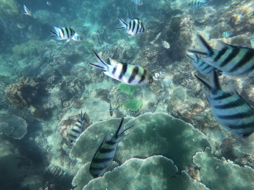 Phu Quoc: Speedboat Tour of 4 Islands with Snorkeling & BBQ - Who Will Love This Tour?