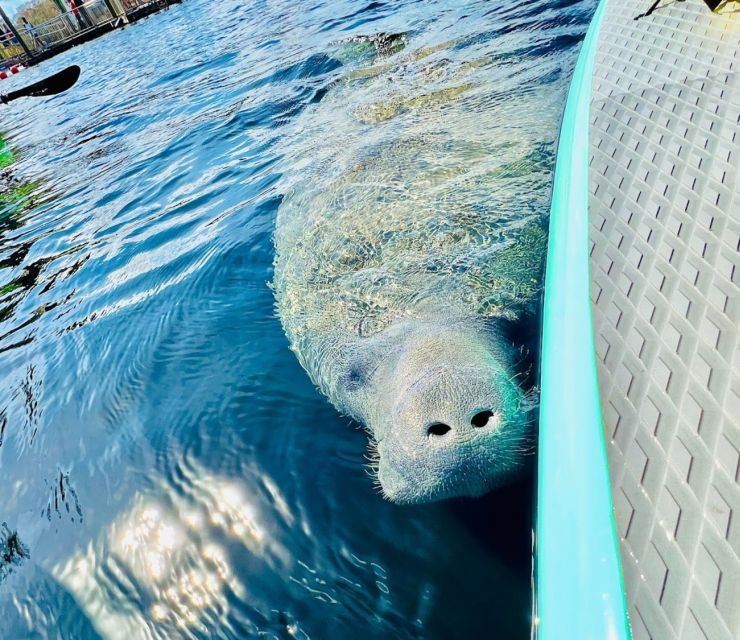 Silver Springs: Manatees and Monkeys Clear Kayak Guided Tour - The Sum Up: Is It Worth It?