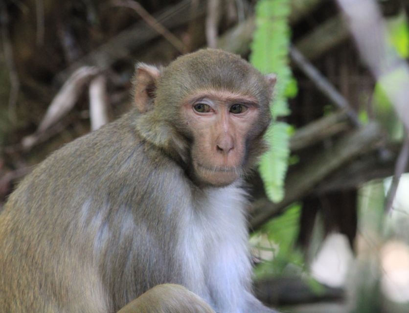 Silver Springs: Manatees and Monkeys Clear Kayak Guided Tour - Exploring Silver Springs: Manatees and Monkeys on a Clear Kayak Tour