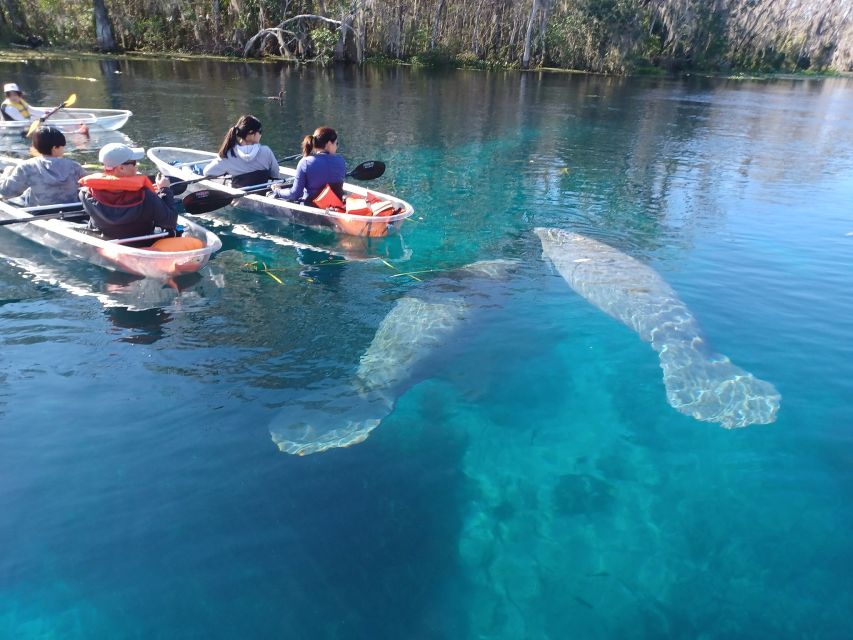 Silver Springs: Manatees and Monkeys Clear Kayak Guided Tour - An In-Depth Look at the Silver Springs Guided Tour