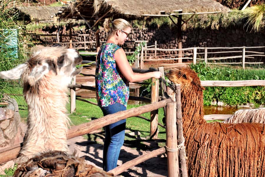 From Cusco: Private Pisac Ruins and Alpaca Farm Day Trip - FAQ