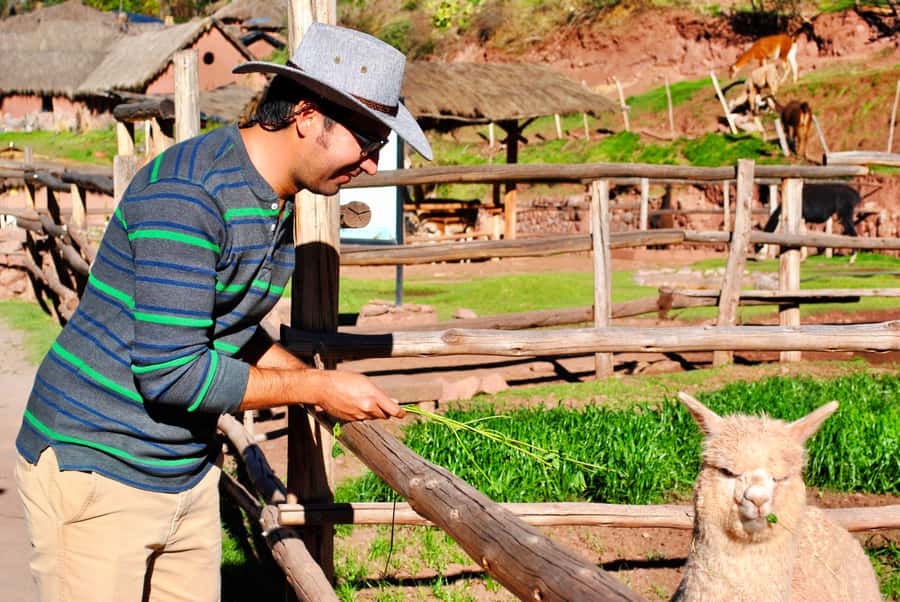 From Cusco: Private Pisac Ruins and Alpaca Farm Day Trip - Who Is This Tour Best For?
