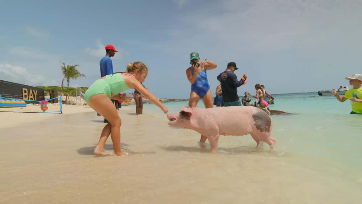 Nassau: Swimming Pigs, Snorkeling, Lunch, & Beach Boat Tour - Considerations and Tips