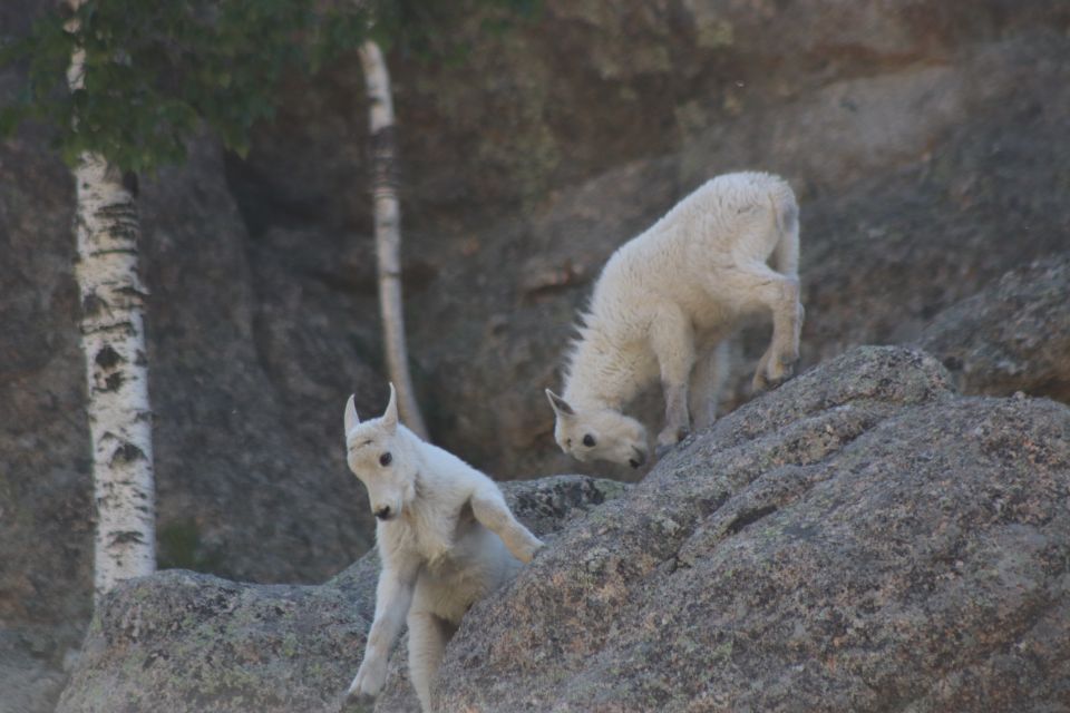 Rapid City: Black Hills Parks, Monuments & Mount Rushmore - Why This Tour Stands Out