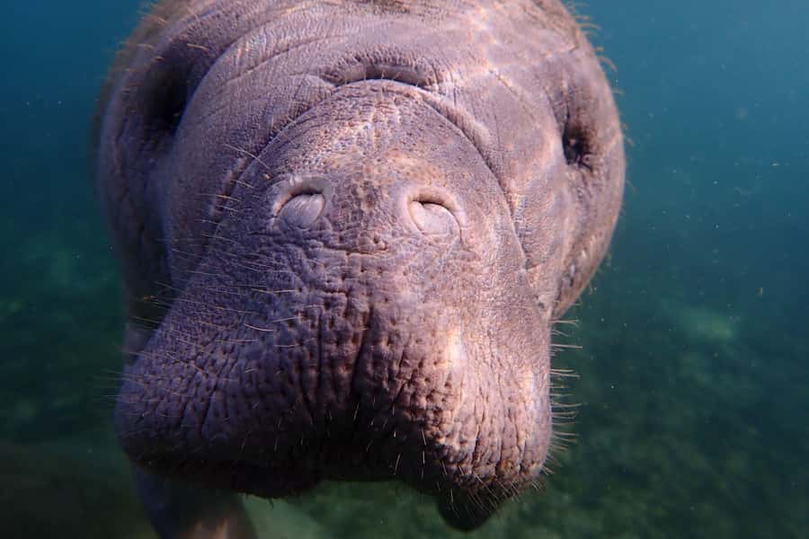 Crystal River: Manatee Swim Small Group, VIP or Private Tour - Price and Value