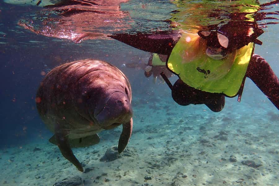 Crystal River: Manatee Swim Small Group, VIP or Private Tour - Who Will Love This Tour?