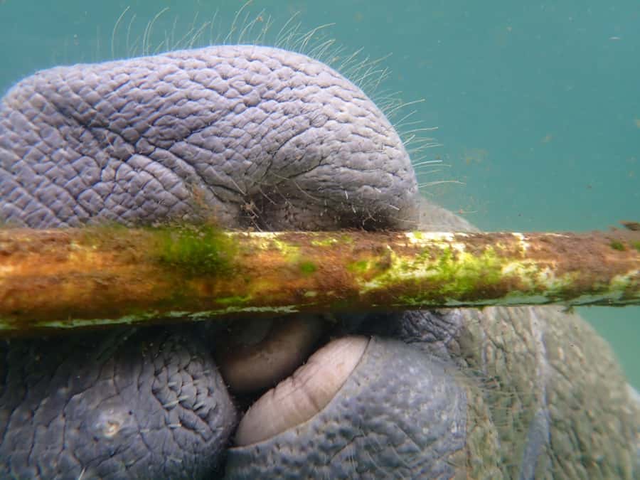 Crystal River: Manatee Swim Small Group, VIP or Private Tour - FAQ
