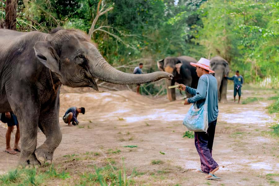 From Phuket: Ethical Elephant Interactive Trek and Tour - Transportation, Duration, and Group Size