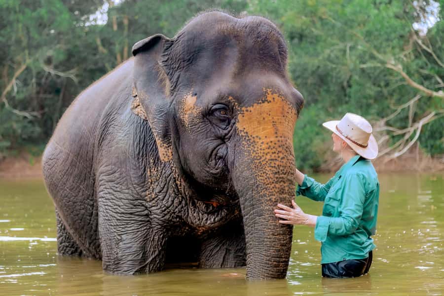 From Phuket: Ethical Elephant Interactive Trek and Tour - The Sum Up