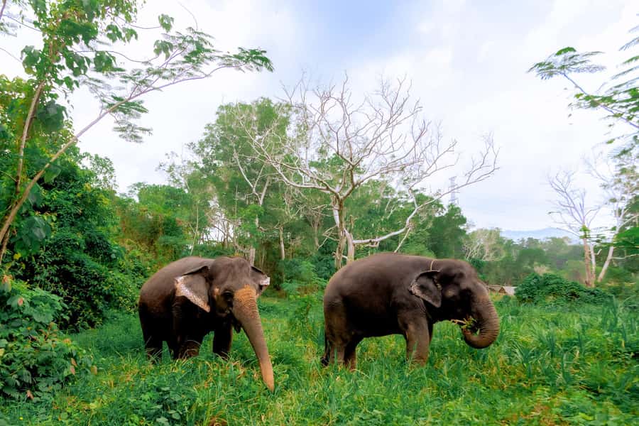 From Phuket: Ethical Elephant Interactive Trek and Tour - An In-Depth Look at the Experience