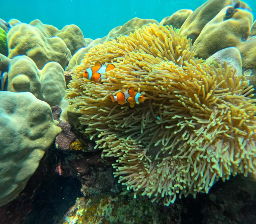 From Koh Lanta: Koh Rok and Koh Ha Day Tour-Queen of Andaman - An Honest Look at the Koh Rok and Koh Ha Tour