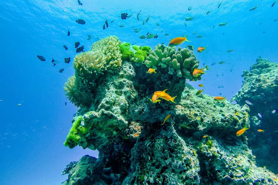 Phuket/Khao Lak: Speedboat Snorkel Tour to Similan Islands - The Sum Up