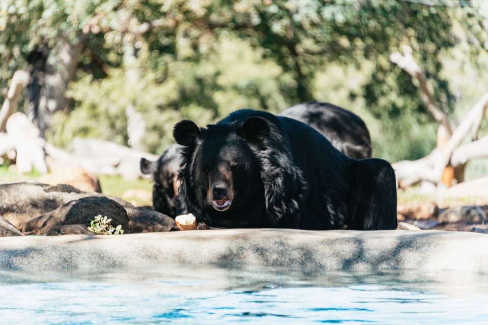 Alpine: Lions Tigers & Bears Sanctuary Visit and Feeding - The Groundwork: Why It Matters