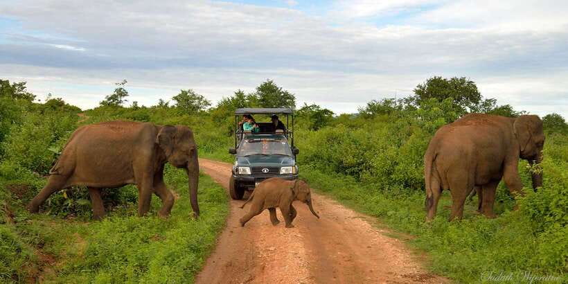 Yala: Private Safari Day Trip with Lunch & Entry Fees - Final Thoughts