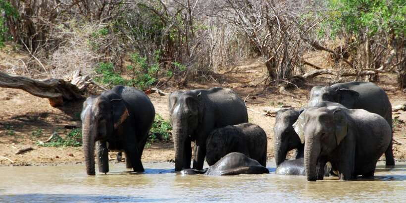 Yala: Private Safari Day Trip with Lunch & Entry Fees - The Experience in Detail