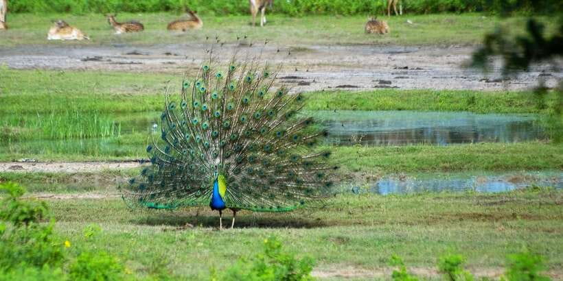 Yala: Private Safari Day Trip with Lunch & Entry Fees - Who Should Consider This Tour?