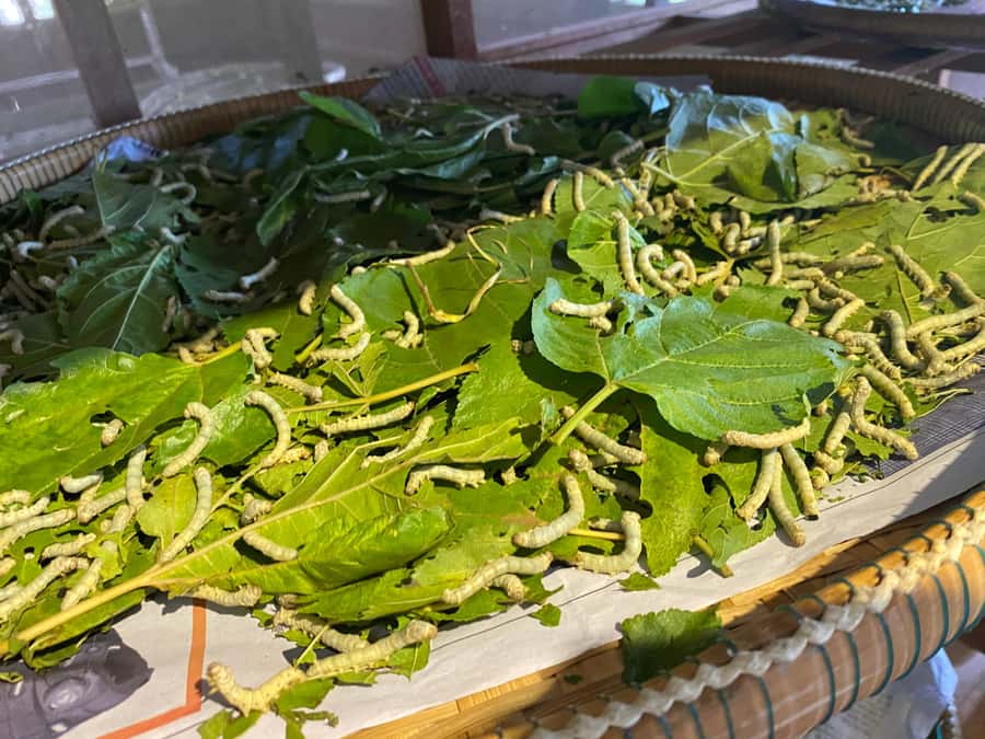 Siem Reap Jeep Tour: AMCountryside Vibes/ PMClassic Sunset - Key Points