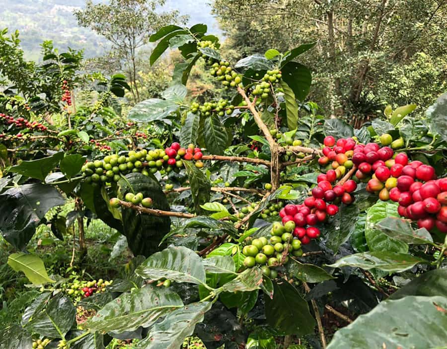 Coffee Farm and Salento Walking Tour - Who Will Love This Tour?